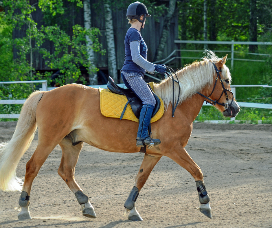 Why Choose Equestrian Sport? New Brunswick Equestrian Association